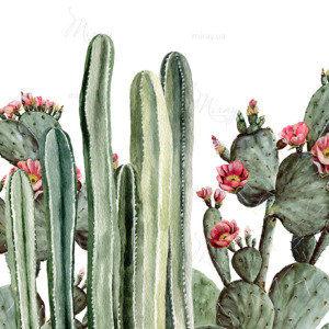 d-14-129-cacti_watercolor d-14-129-cacti_watercolor