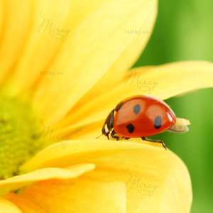 p-05-001-Сонечко (1) p-05-001-Сонечко (1)