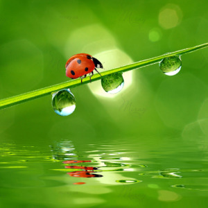 p-05-002-Сонечко (2) p-05-002-Сонечко (2)