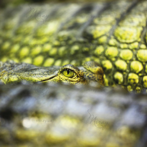 p-05-005-зелений змій (1) p-05-005-зелений змій (1)