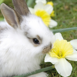 p-05-009-кролик (2) p-05-009-кролик (2)