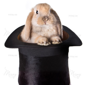 p-05-010-rabbit in a hat p-05-010-rabbit in a hat