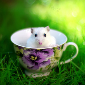 p-05-013-mouse in a cup p-05-013-mouse in a cup