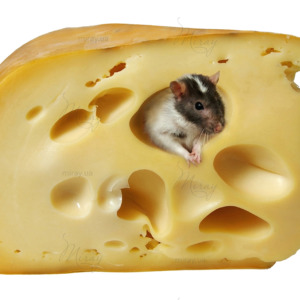 p-05-014-mouse in cheese p-05-014-mouse in cheese