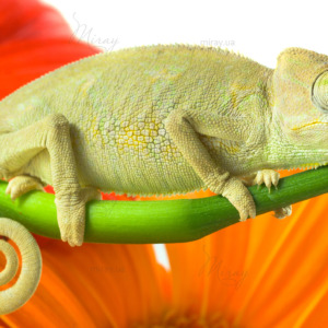 p-05-018-хамелеон (1) p-05-018-хамелеон (1)