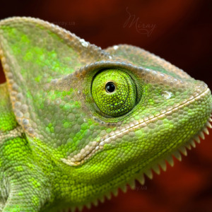 p-05-019-хамелеон (2) p-05-019-хамелеон (2)