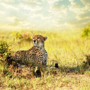 p-05-032-леопард p-05-032-леопард