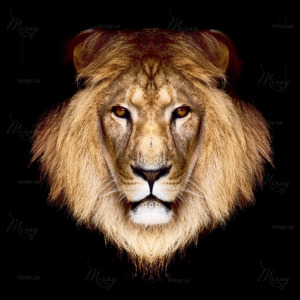 p-05-034-lion head p-05-034-lion head