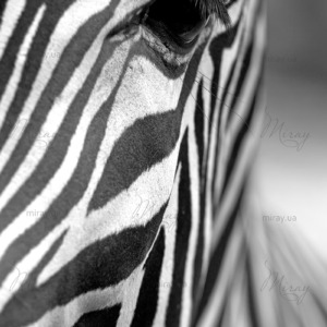 p-05-035-zebra p-05-035-zebra