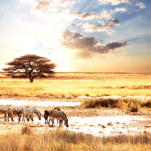 p-05-036-зебри і кінь p-05-036-зебри і кінь