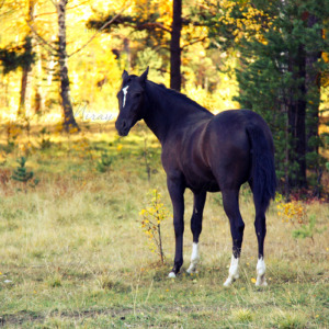 p-05-037-horse in the forest p-05-037-horse in the forest