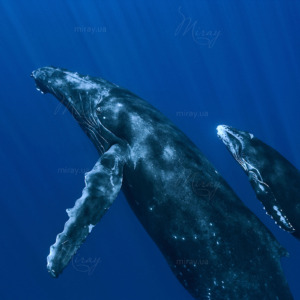 p-05-040-Пара китів p-05-040-Пара китів