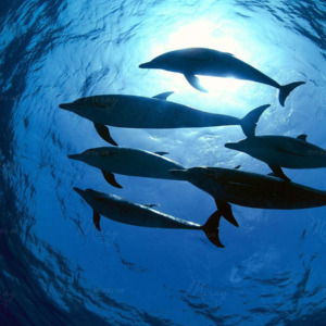 p-05-041-дельфіни в океані p-05-041-дельфіни в океані