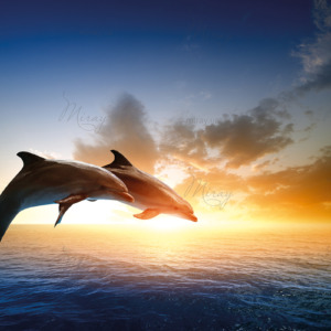 p-05-045-dolphins (1) p-05-045-dolphins (1)