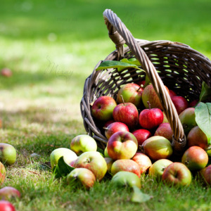 p-06-018-корзина з яблуками на траві p-06-018-корзина з яблуками на траві