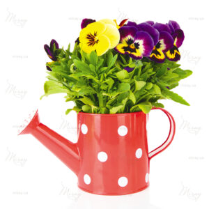 Beautiful pansies flowers isolated on a white Beautiful pansies flowers isolated on a white