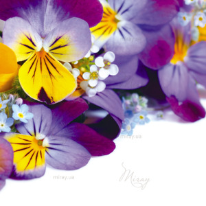 p-07-002-Pansies2 p-07-002-Pansies2