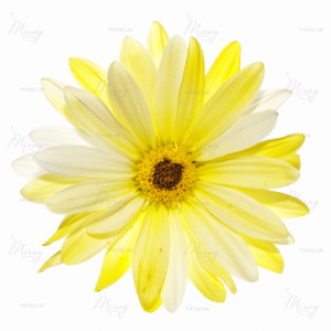 p-07-003-yellow Gerbera p-07-003-yellow Gerbera