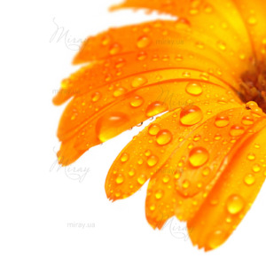 gerber daisy macro with droplets gerber daisy macro with droplets