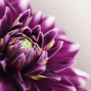 p-07-006-фиолетовые лепестки p-07-006-фиолетовые лепестки
