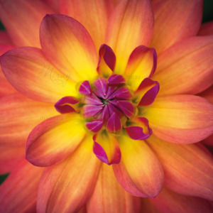 p-07-008-Bright chrysanthemum p-07-008-Bright chrysanthemum