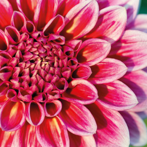 p-07-009-bright dahlia p-07-009-bright dahlia