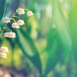 p-07-011-lily of the valley (2) p-07-011-lily of the valley (2)