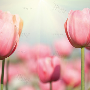 p-07-012-розовые тюльпаны p-07-012-розовые тюльпаны