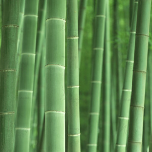 p-07-013-бамбук p-07-013-бамбук