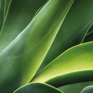 p-07-014-green stems of tblips p-07-014-green stems of tblips