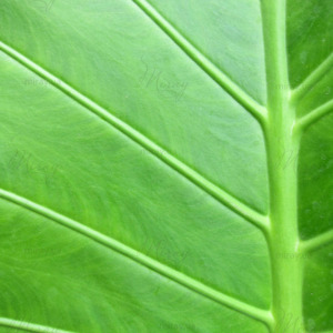 p-07-015-лист вблизи p-07-015-лист вблизи