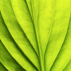 p-07-016-light green leaf p-07-016-light green leaf