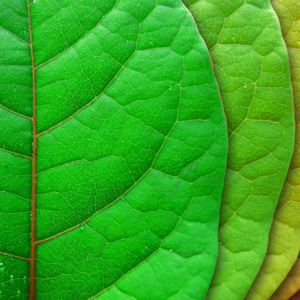 p-07-017-разноцветные листья p-07-017-разноцветные листья