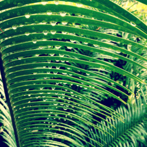 p-07-018-папороть p-07-018-папороть