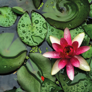 p-07-020-розовый лотос (1) p-07-020-розовый лотос (1)