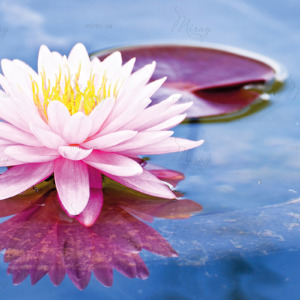 p-07-022-pink lotus flower p-07-022-pink lotus flower