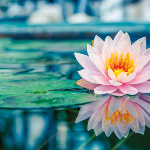 p-07-023-квітка лотоса (2) p-07-023-квітка лотоса (2)