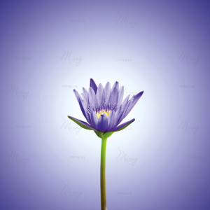 p-07-024-Фіолетовий лотос p-07-024-Фіолетовий лотос