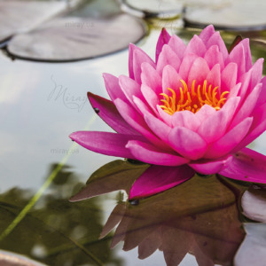 p-07-025-яскрава квітка лотоса p-07-025-яскрава квітка лотоса