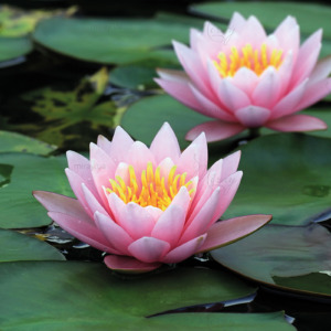 p-07-026-квітка лотоса (5) p-07-026-квітка лотоса (5)