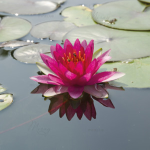 p-07-027-квітка лотоса (8) p-07-027-квітка лотоса (8)