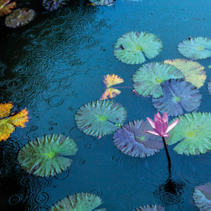 p-07-028-Квітка лотоса в дощі p-07-028-Квітка лотоса в дощі