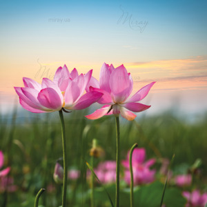 p-07-029-Цветок лотоса на закате p-07-029-Цветок лотоса на закате