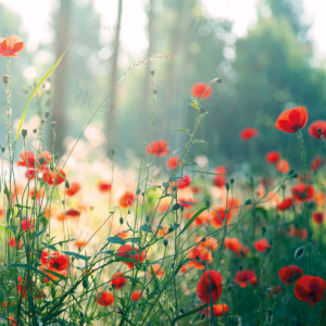 p-07-031-красные маки в зелени p-07-031-красные маки в зелени