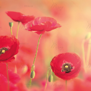 p-07-032-red poppies p-07-032-red poppies