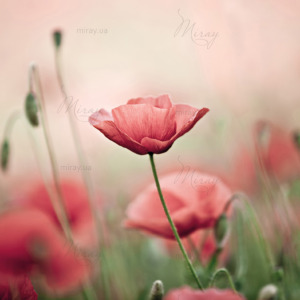 p-07-034-поле нежных макев p-07-034-поле нежных макев