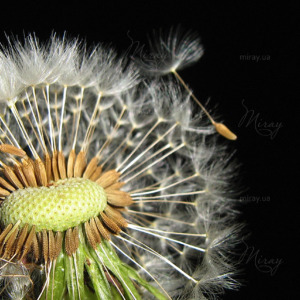 p-07-035-кульбаба крупним планом p-07-035-кульбаба крупним планом