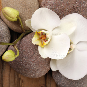 p-07-037-біла орхідея p-07-037-біла орхідея