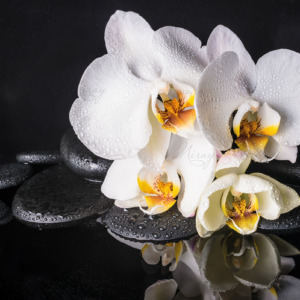 p-07-038-white orchids (3) p-07-038-white orchids (3)