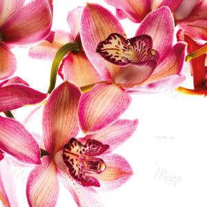 p-07-039-бордовые орхидеи p-07-039-бордовые орхидеи